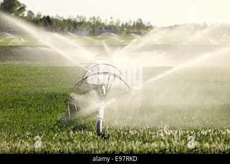 Bauernhof-Bewässerung mit einer Rad-Linie-Sprinkleranlage Stockfoto