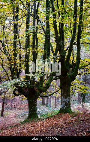 Otzarreta Buchenholz. Gorbeia Naturpark. Biskaya, Baskisches Land, Spanien, Europa. Stockfoto