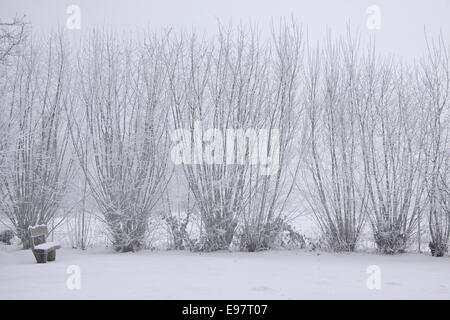 Verschneite winterliche Wald in Engenhahn im Taunus, Hessen, Deutschland Stockfoto