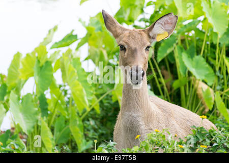 Hirsch mit Rasen Feld Natur Hintergrund isoliert auf weiss Stockfoto