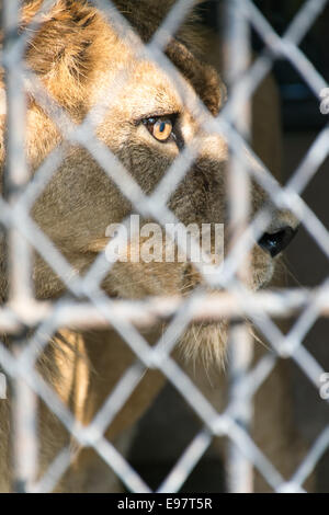 Auge des Tigers im Käfig Look heftige Stockfoto