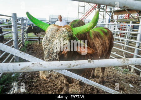 ANGOLA, LA-JANUARY1: Das jährliche Angola Prison Rodeo ist in Angola, Louisiana im 1. Januar 1995 statt. Stockfoto