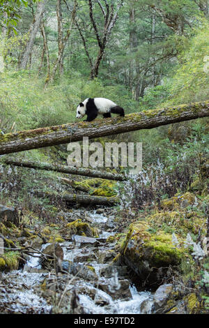 Ein in Gefangenschaft geboren Panda Spaziergänge durch die Deng Sheng Wald in Sichuan China. In freier Wildbahn ist der große Panda eine terrestrische ani Stockfoto