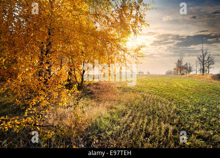 Feld und gelbes Herbstlaub an den Bäumen Stockfoto