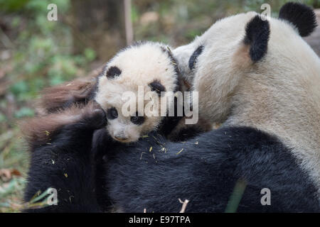 Ein 14 Jahre Alter Panda namens YeYe hält ihr junge junges im Wolong Riesenpanda Reserve. Die Mutter ist in Gefangenschaft geboren und ihr Baby ist Bei Stockfoto