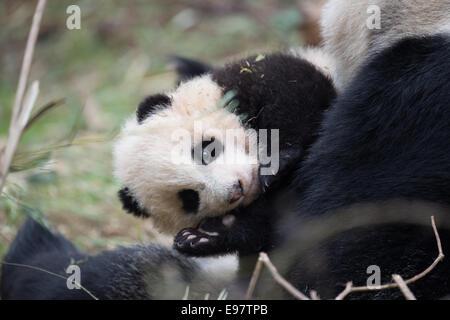 Ein 14 Jahre Alter Panda namens YeYe hält ihr junge junges im Wolong Riesenpanda Reserve. Die Mutter ist in Gefangenschaft geboren und ihr Baby ist Bei Stockfoto