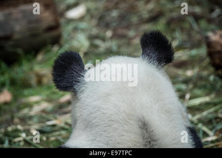 Ein 14 Jahre Alter Panda YeYe im Naturschutzgebiet Wolong Riesenpanda genannt. Die Mutter ist in Gefangenschaft geboren und ihr Baby wird sein trainiert Stockfoto