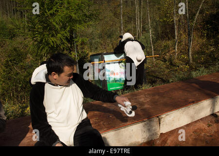 Chinas Riesen Panda Research Center löst eine in Gefangenschaft geboren Panda namens Zhang Xiang (Thinking of Hope ") in Liziping Natur R Stockfoto