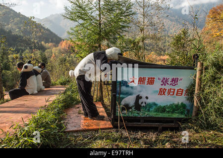 Chinas Riesen Panda Research Center löst eine in Gefangenschaft geboren Panda namens Zhang Xiang (Thinking of Hope ") in Liziping Natur R Stockfoto