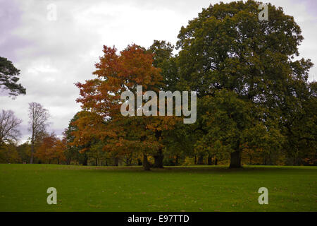 Belfast Irland 20. Oktober 2014. Mit dem Herbst angebrochen lässt auf dem Gelände des Malone House, Belfast Farbe ändern Stockfoto