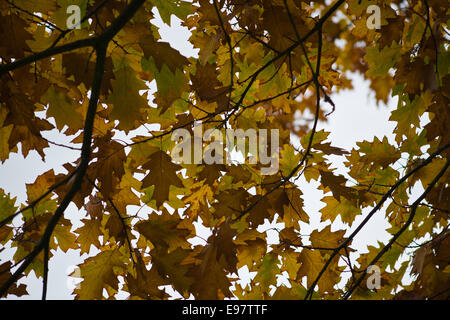 Belfast Irland 20. Oktober 2014. Mit dem Herbst angebrochen lässt auf dem Gelände des Malone House, Belfast Farbe ändern Stockfoto