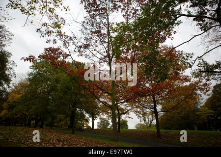 Belfast Irland 20. Oktober 2014. Mit dem Herbst angebrochen lässt auf dem Gelände des Malone House, Belfast Farbe ändern Stockfoto