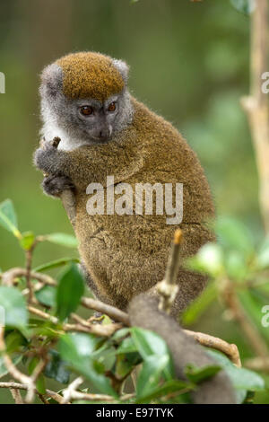 Grey Bambus Lemur, Hapalemur früh, Vakôna Forest Lodge, Andasibe, Madagaskar Stockfoto