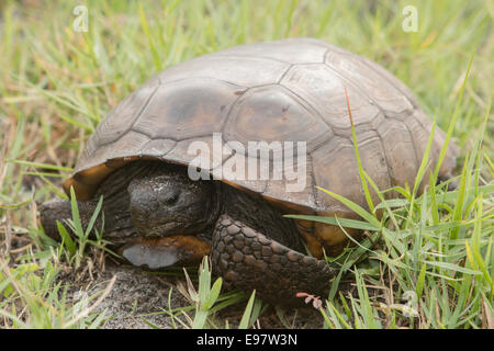 Gopher-Schildkröte im Grass - Gopherus polyphemus Stockfoto