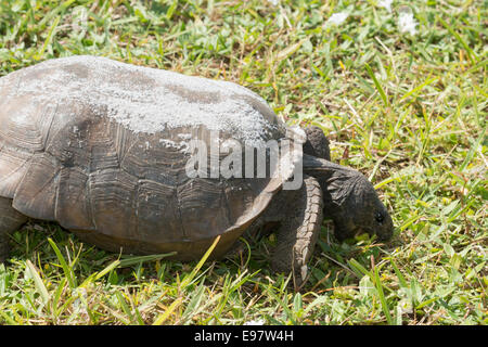 Gopher-Schildkröte Essen Grass - Gopherus polyphemus Stockfoto