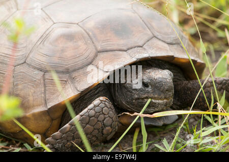 Detailansicht der Gopher-Schildkröte Essen Grass - Gopherus polyphemus Stockfoto