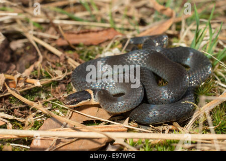 Nördlichen Ringneck Snake - Diadophis punctatus Stockfoto