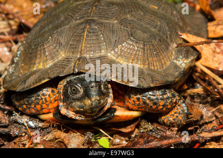 Nahaufnahme einer Holz Schildkröte - Glyptemys insculpta Stockfoto