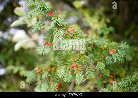 Belfast Irland 20. Oktober 2014.Yew Baum Beeren bei Malone Haus Garten in Belfast Stockfoto