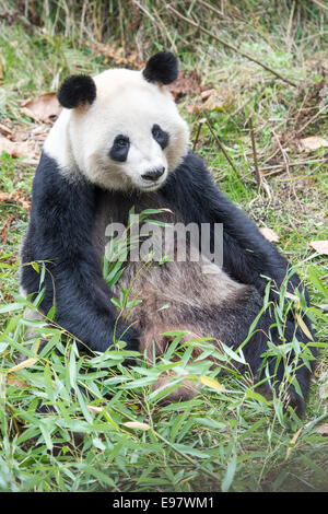 Eine 14 Jahre alte Panda namens YeYe hält sie an dieser Stelle Unbenannt 1 Monate altes Baby. Die Mutter ist eine Gefangenschaft geborene Panda und ihren Bachelor-Abschluss Stockfoto