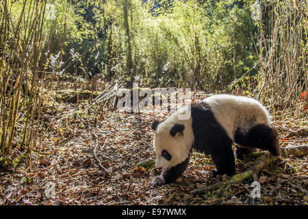 Ein in Gefangenschaft geboren Panda Spaziergänge durch die Deng Sheng Wald in Sichuan China. In freier Wildbahn ist der große Panda eine terrestrische ani Stockfoto