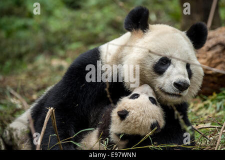 Ein 14 Jahre Alter Panda namens YeYe hält ihr junge junges im Wolong Riesenpanda Reserve. Die Mutter ist in Gefangenschaft geboren und ihr Baby ist Bei Stockfoto