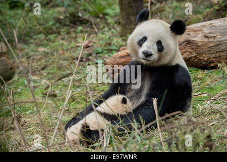 Ein 14 Jahre Alter Panda namens YeYe hält ihr junge junges im Wolong Riesenpanda Reserve. Die Mutter ist in Gefangenschaft geboren und ihr Baby ist Bei Stockfoto