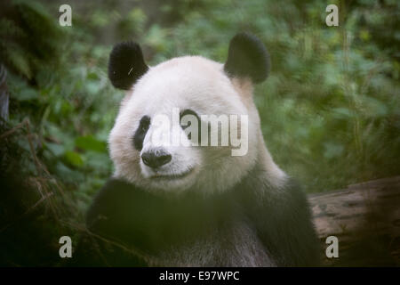 Ein 14 Jahre Alter Panda YeYe im Naturschutzgebiet Wolong Riesenpanda genannt. Die Mutter ist in Gefangenschaft geboren und ihr Baby wird sein trainiert Stockfoto