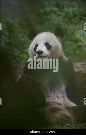 Ein 14 Jahre Alter Panda YeYe im Naturschutzgebiet Wolong Riesenpanda genannt. Die Mutter ist in Gefangenschaft geboren und ihr Baby wird sein trainiert Stockfoto