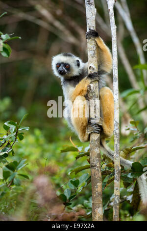 Lemur, Diademed Sifaka, Propithecus Diadema, Vakôna Forest Lodge, Andasibe, Madagaskar Stockfoto