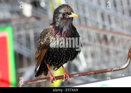 Erwachsenen, männlichen Starling hocken auf einem Metallrahmen. Stockfoto