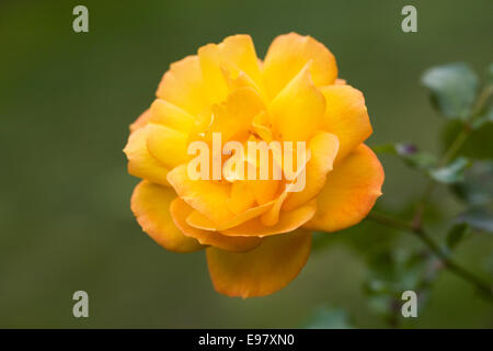 Rosa Easy Going 'Harflow'. Stockfoto