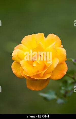 Rosa Easy Going 'Harflow'. Stockfoto