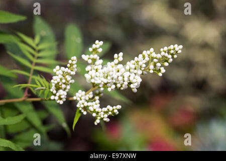 Sorbaria Sorbifolia var Stellipila Blütenknospen. Stockfoto