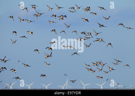 Pfeifente Anas penelope Herde füttern im Winter bei RSPB Reservat Titchwell Norfolk Stockfoto