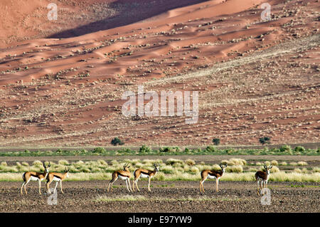 Herde von Springbok, Antidorcas Marsupialis in Nabib-Naukluft National Park, Namib Wüste, Sossusvlei, Namibia, Afrika Stockfoto