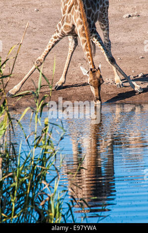 Giraffe, Giraffe Giraffa, seine Beine, trinken an einer Wasserstelle in Etosha Nationalpark, Namibia, Afrika Stockfoto