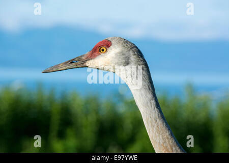 Nahaufnahme des Kopfes von einem Sandhill Kran Grus Canadensis zeigt Himmel durch die Nasenlöcher (Nase). Homer, Alaska, USA Stockfoto