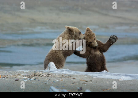 Zwei Grizzly Bear Frühling Cubs, Ursus Arctos, spielen, mit dem Erscheinen des Flüsterns ein Geheimnis Cook Inlet, Alaska, USA Stockfoto