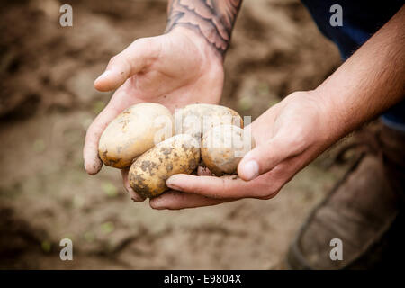 Junger Mann, die Ernte von Kartoffeln im Gemüsegarten Stockfoto