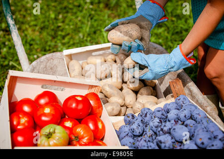 Ernte von Tomaten, Pflaumen und Kartoffeln Stockfoto