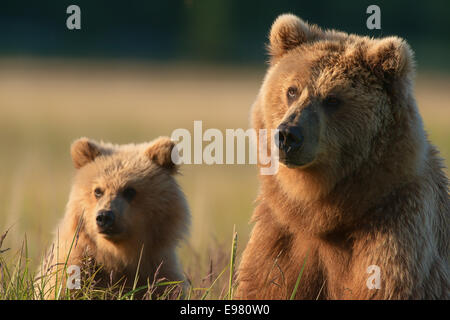 Ein Alaska Braun Bär Sau und Cub sitzen in einem Feld Segge, Lake-Clark-Nationalpark, Alaska. Stockfoto