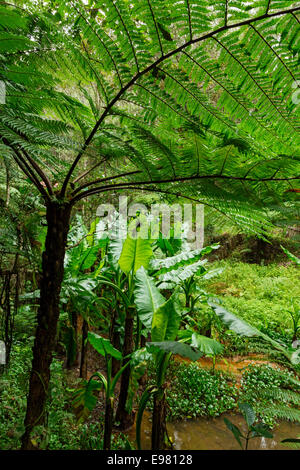 Tropische Vegetation, Vakôna Forest Lodge, Andasibe, Madagaskar Stockfoto