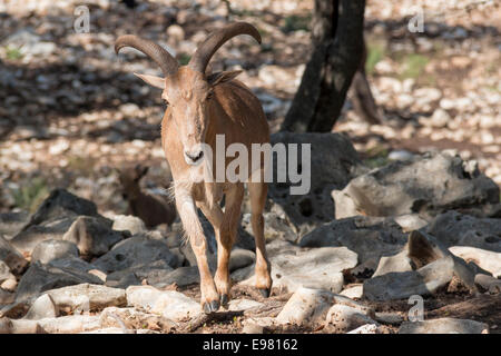 Mähnenspringer, auch bekannt als Aoudad, an natürliche Brücke Wildnis-Ranch. Stockfoto