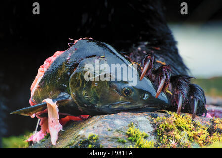 Ein schwarzer Bär Klaue hält den Kopf von Chum Lachs bei NEET Bay, Alaska. Stockfoto