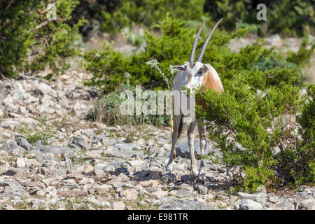 Scimitar-Horned Oryx Natural Bridge Wildlife Ranch. Stockfoto