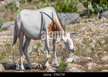 Scimitar-Horned Oryx kratzen zurück mit Hörnern auf natürliche Brücke Wildnis-Ranch. Stockfoto