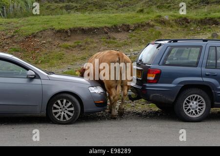 Eine große Limousin Stier zerquetscht zwischen zwei geparkten Autos in Elgol, Isle of Skye Stockfoto