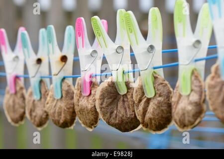 Konzept-Bild. Eine Reihe von gebrauchten Teebeutel hängen zum Trocknen auf eine Wäscheleine, strenge oder Armut angibt. Stockfoto