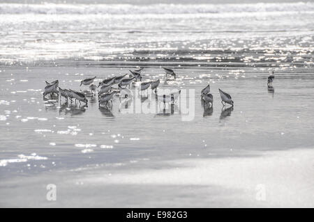 High-Key-Bild 20-25 Sandpiper Vögel spiegelt sich in der Fütterung in der Meeresbrandung. Sonnenlicht reflektiert Meeresoberfläche im Hintergrund. Stockfoto